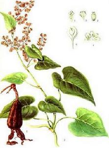 何首烏起源 何首烏起源