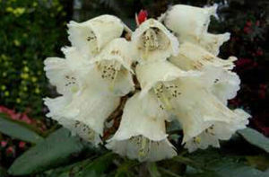 復毛杜鵑 復毛杜鵑