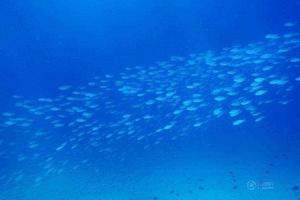 海洋可再生資源 海洋可再生資源