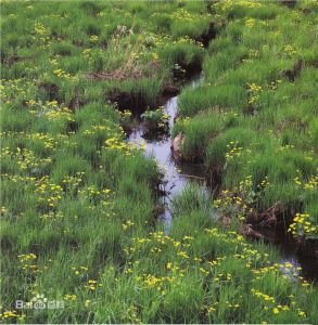 三頭苔草 三頭苔草