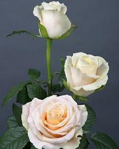 切花玫瑰 切花玫瑰