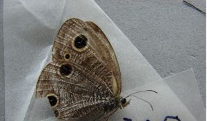 不孤矍眼蝶 不孤矍眼蝶