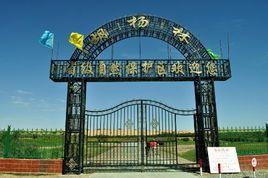 青海格爾木市胡楊林風景區