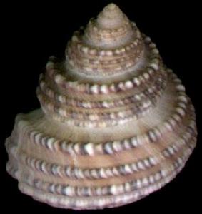 麻點鐘螺 麻點鐘螺