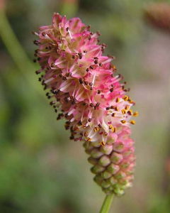 細葉地榆 細葉地榆