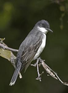 長冠侏霸鶲 長冠侏霸鶲