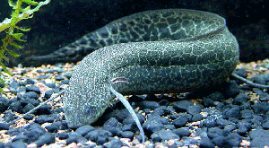 東非肺魚 Protopterus amphibius