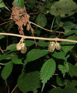 黃毛獼猴桃 黃毛獼猴桃