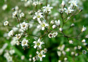 鑽葉石竹 鑽葉石竹