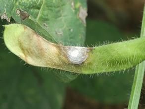 飛碟瓜菌核病 飛碟瓜菌核病