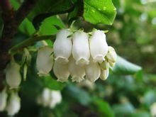 日本扁枝越桔(原變種) 日本扁枝越桔(原變種)