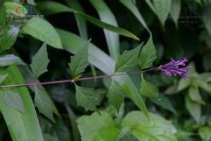 雲南醉魚草 雲南醉魚草
