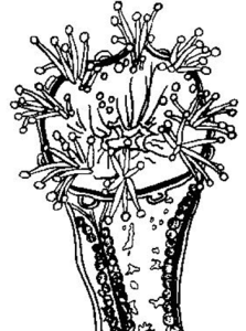 喇叭形十字水母