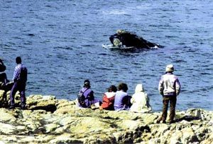 （圖）在 Hermanus 觀鯨，鯨魚近在咫尺