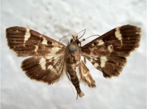 葡萄卷葉野螟 葡萄卷葉野螟