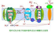 假環式電子傳遞