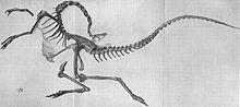巴納姆·布朗所發現的似鴕龍標本