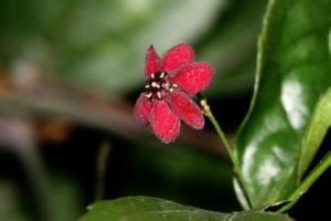 五數亞系 五數亞系