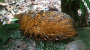 亞馬孫蟻鵙 亞馬孫蟻鵙