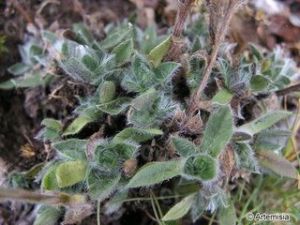 對葉齒緣草 對葉齒緣草