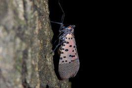 大葉女貞斑衣蠟蟬 大葉女貞斑衣蠟蟬
