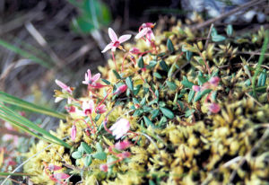長葉點地梅 長葉點地梅
