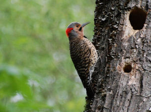 安島啄木鳥 安島啄木鳥