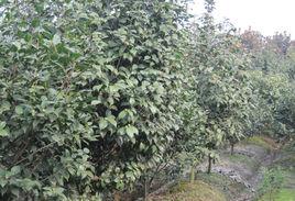 廣西密花樹 廣西密花樹