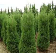 三葉柏那參 三葉柏那參