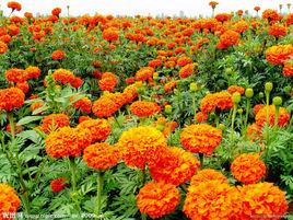 葉黃素酯片 葉黃素酯片