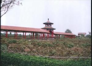 山東菏澤牡丹 山東菏澤牡丹