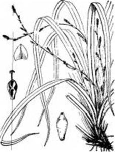 凸脈苔草 凸脈苔草