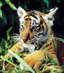 華南虎 近親困境 華南虎 近親困境