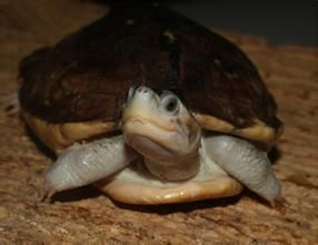 史密斯棱背龜 史密斯棱背龜