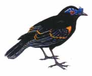 裸眉鶇科(Philepittidae)，