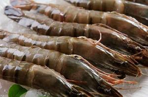 海補原生大海蝦 海補原生大海蝦