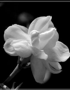 《好一朵茉莉花》 《好一朵茉莉花》