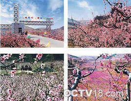 天下第一桃花園風景區 天下第一桃花園風景區