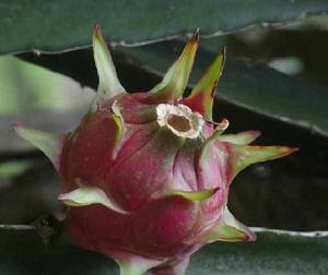 哥斯大黎加量天尺 哥斯大黎加量天尺