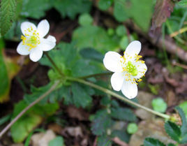 維西薔薇 維西薔薇