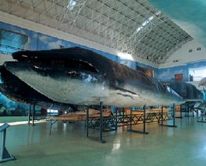 黑露脊鯨 黑露脊鯨