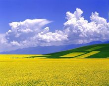 油菜花海