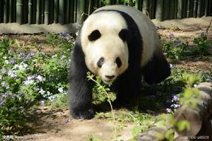 大熊貓萌大萌二 大熊貓萌大萌二