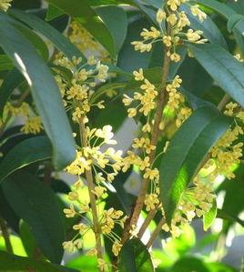 速生金桂 速生金桂