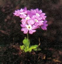 金粉大理報春 金粉大理報春