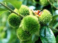 郯城板栗 郯城板栗