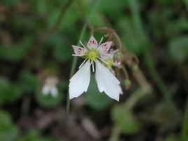 日照山虎耳草 日照山虎耳草