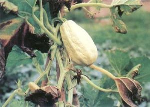 筍瓜枯萎病 筍瓜枯萎病