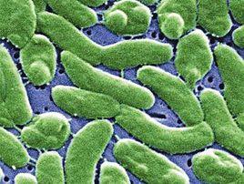 海洋創傷弧菌 海洋創傷弧菌