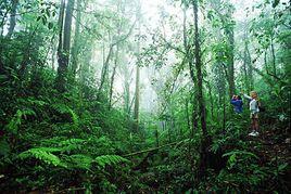 溫帶雨林 溫帶雨林